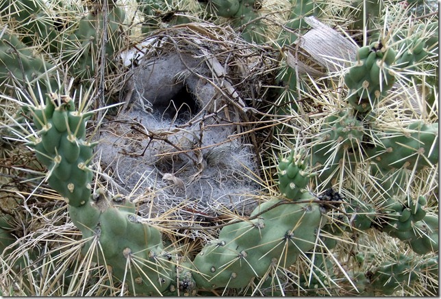 weird cactus wren nest entrance 9-10-2012 9-35-42 AM 2537x1715
