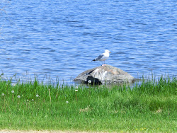 2013-06-17 Hecla Island - 065