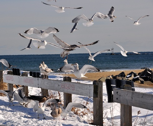 15. sky full of gulls-gusto