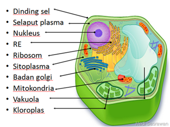 sitoplasma