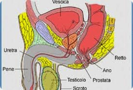 Come prevenire i problemi alla prostata con l’alimentazione [Infografica].