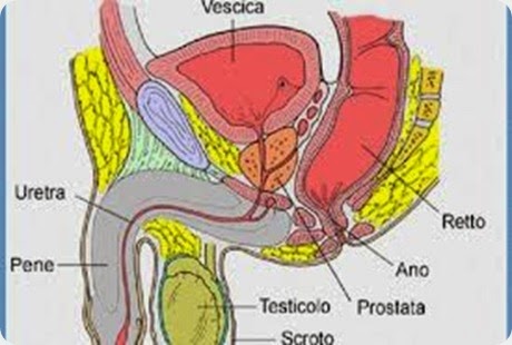 prostata prostata