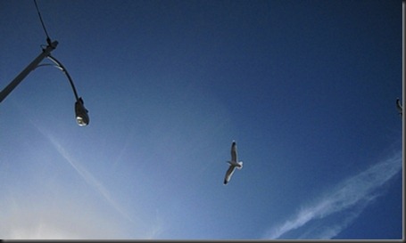 seagull_overhead