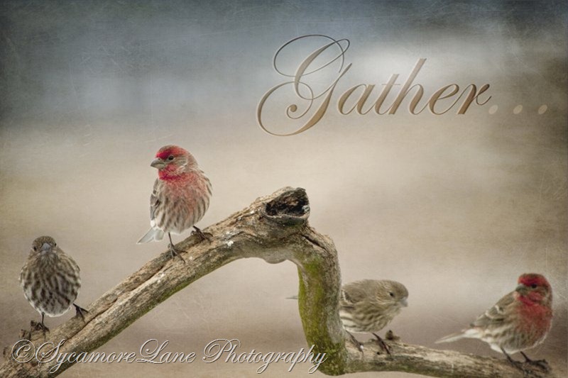 Gather-hd-texture-SycamoreLane Photography