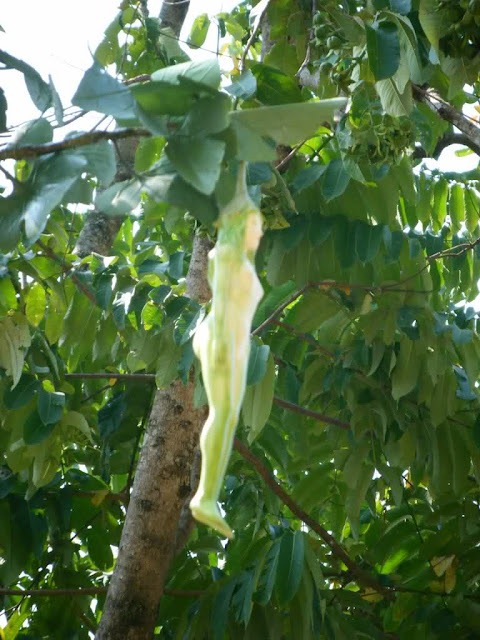 [narilatha-flower-000001%255B4%255D.jpg]