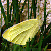 Small White Cabbage butterfly