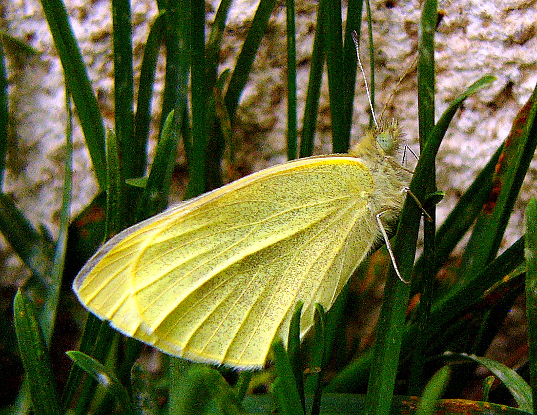Small White Cabbage butterfly