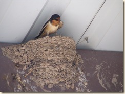 IMG_3862-Swallow nest in ceiling at campsite