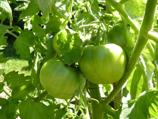 [green-tomatoes%255B3%255D.jpg]