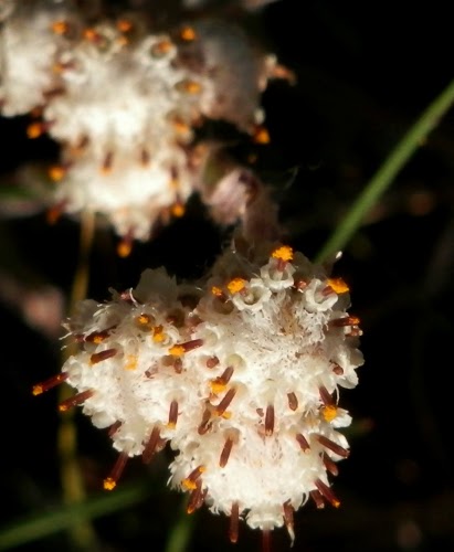 Pussytoes (male flowers)