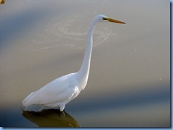 6312 Texas, South Padre Island - Birding and Nature Center guided bird walk - Great Egret