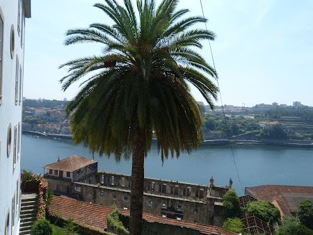 Palmier in Portugalia pe malul raului Douro