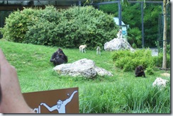 2011.07.26-027 gorilles et patas