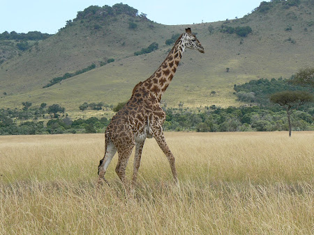 Safari Kenya: girafa in Masai Mara