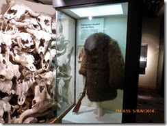 Skulls that proved that the archeologists had found a buffalo jump location and a coat made from buffalo hide
