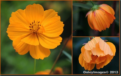 orange collage