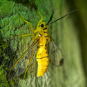 Wasp-mimicking Moth