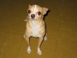 Chiwawa-Dog.jpg