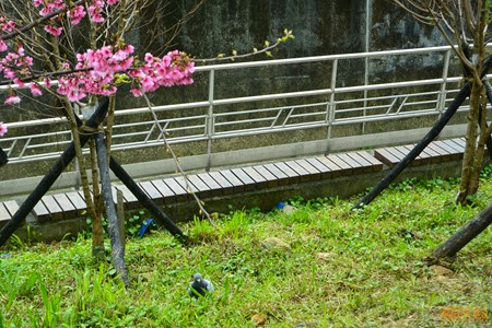 0202 039 -  內溝溪賞櫻步道