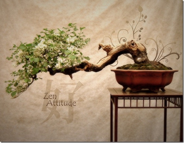 Zen_Attitude-18 Zen_Attitude-18