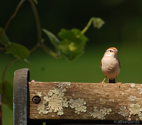 6. Chipping sparrow, CT-kab