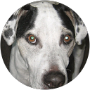 maria dyment profile picture