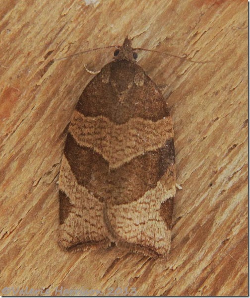 chequered-fruit-tree-tortrix-4