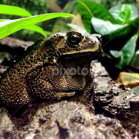 Chillaxin' by Bridget Wegrzyn - Animals Amphibians