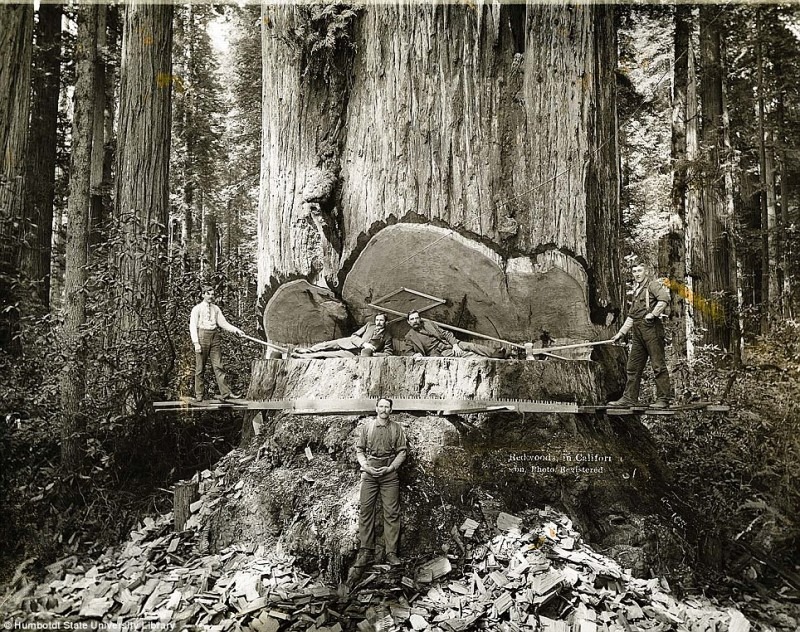 [Lumberjacks-From-California-1-800x632%255B4%255D.jpg]