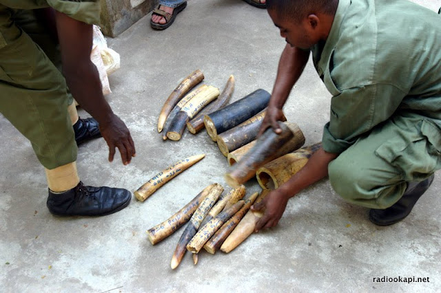Confiscation d'ivoire dans la réserve de faune à Okapi, 2005.