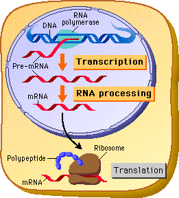 Eukaryotic Protein Synthesis
