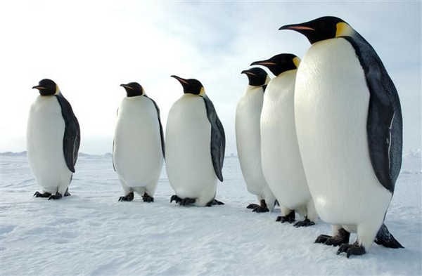 8- Pinguins-imperadores machos