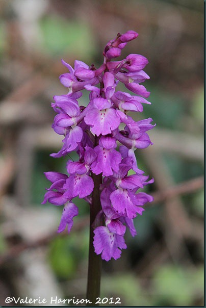 12-early-purple-orchid