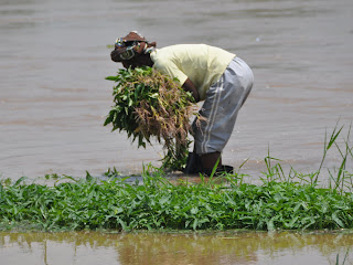 Une femme maraîchère à la périhpérique de la ville de Kinshasa (RDC).