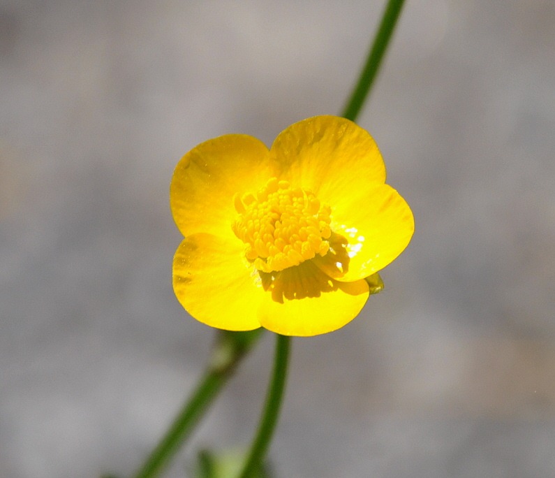 [04---Spring-Wildflowers---Buttercup2.jpg]