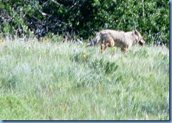 1311 Alberta Red Rock Parkway - Waterton Lakes National Park - a coyote