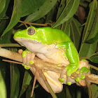 Monkey Frog