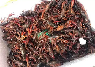 Hàng cấm nguy hại Trung Quốc tràn sang: Công văn hỏa tốc, yêu cầu tiêu diệt Hàng cấm nguy hại Trung Quốc tràn sang: Công văn hỏa tốc, yêu cầu tiêu diệt