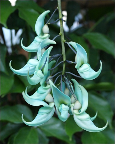 Green Jade Flower