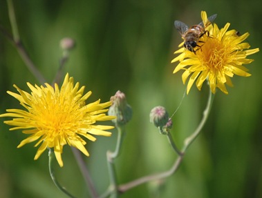 Aug 16 Sow Thistle