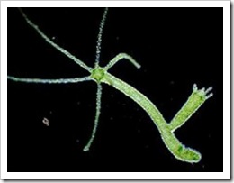 Hydra Hydra