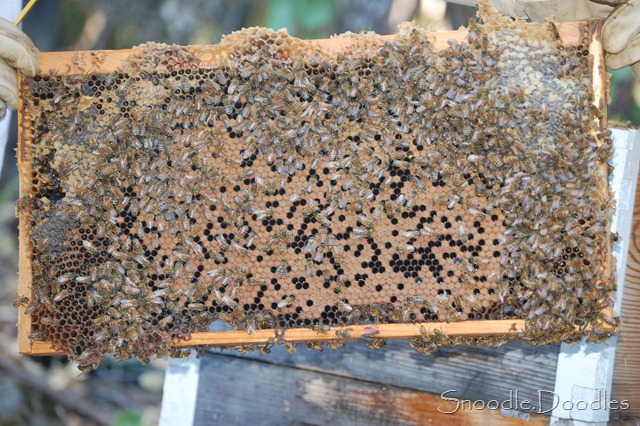 [Beekeepers%252009-11%2520014%255B6%255D.jpg]