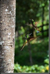 Salento - hummingbirds