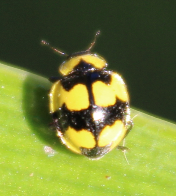 Fungus-eating Ladybird Beetle