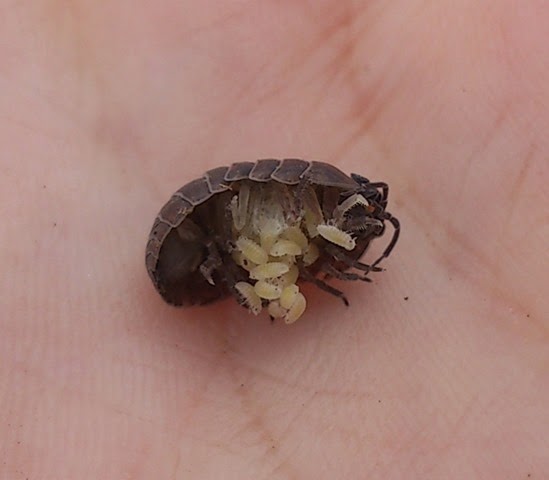 Armadillidium vulgare with young from Salisbury Plain