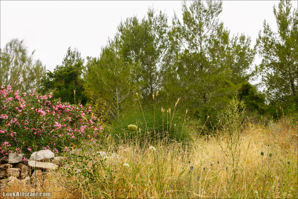 Неот Кдумим - Заповедник библейской природы | נאות קדומים