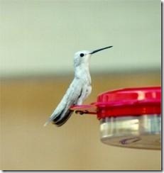 whitebird whitebird