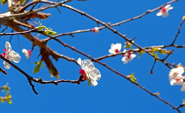 Aprikosenblüte_05
