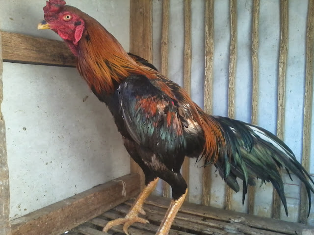 19+ Gambar Ayam Wiring Kuning
