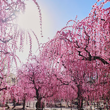 結城神社,梅花(KS2_1659,15-mm,f-9,Top)2015yaotomi_.jpg